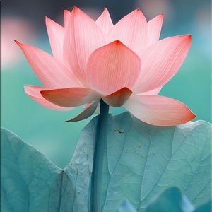 Meet your Posher, Ella